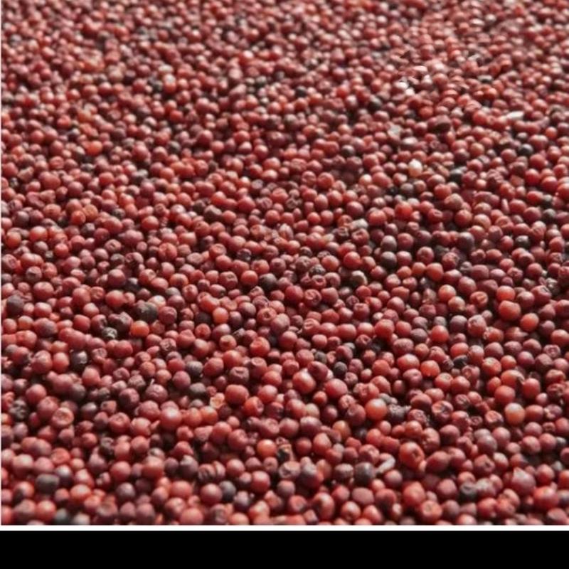 Ragi millet/ Biji ragi Dosa ( Clean pure ragi seeds) - TikTok Shop Malaysia