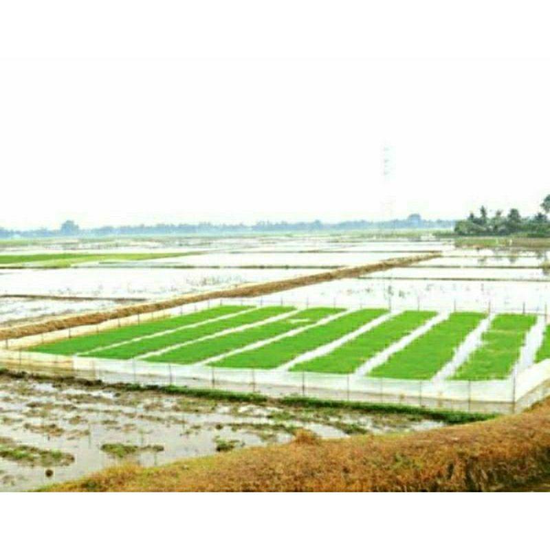 Product Introduction of Plastik Sebaran Plastik Pagar Sawah 50 cm x 50 mtr - Plastik Padi 7