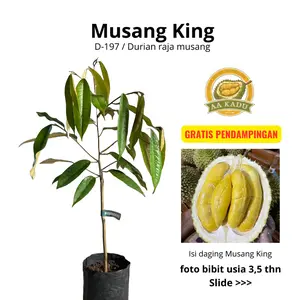 Bergaransi AA Kadu Bibit Durian Musang King D-197 Premium Daging Tebal Manis OkuLasi Tersertifikasi Daya Hidup Tinggi