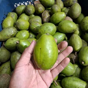 kedondong lokal asem manis segar