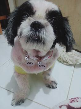 Product Review of Kalung Kucing Bahan Kulit Bisa Costum Nama from E** L**a 2
