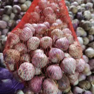 Bawang putih tunggal bawang lanang 500gr pilihan terbaik  Herbal Garlic