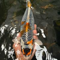 Gambar ikan koi blitar /kujaku 40 cm / cemani farm dari cemani farm koi Kota Administrasi Jakarta Selatan 1 Tokopedia