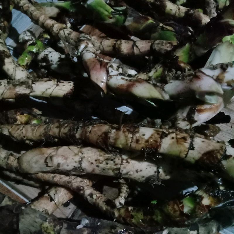 dlingo segar 100 gr,jeringau,dlingu 1