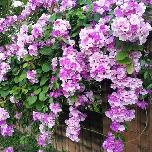 Tanaman hias bunga Garlic Vine/ tanaman merambat