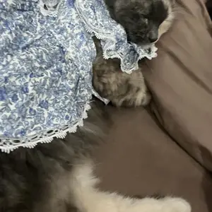 Pawlovin - Baju Anjing & Kucing Lily Dress