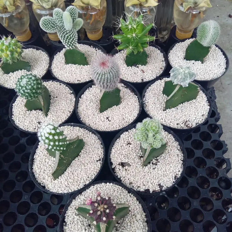 10 pcs kaktus dan pot hitam 1
