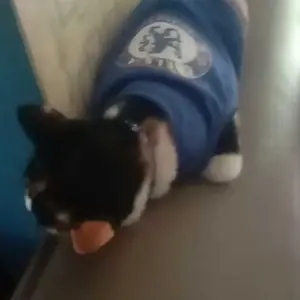 Kalung Kucing Anjing Reflektif Adjustable dengan Lonceng Anti Lepas Nyaman Collar Hewan Peliharaan Aksesoris Kucing Anjing
