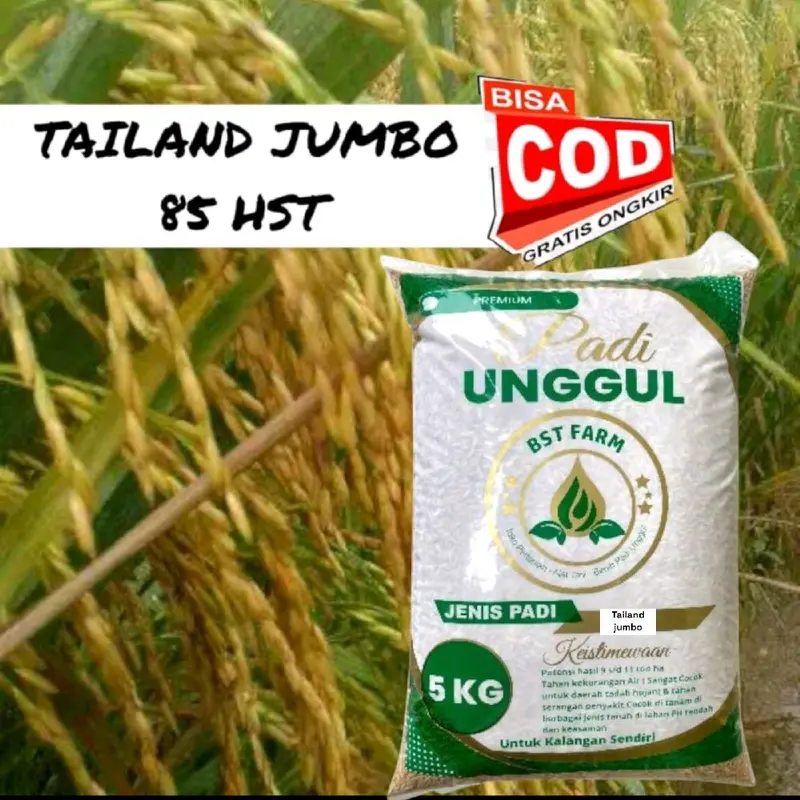 Benih padi Terbaru THAILAND JUMBO 5kg Kualitas benih padi Unggul 1