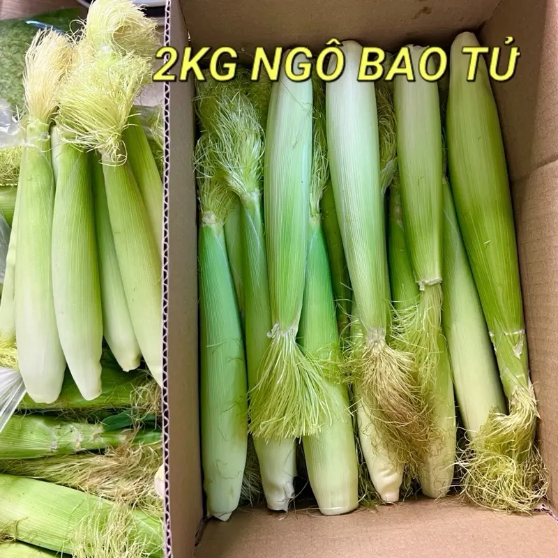 Túi Trà Ngô Bao Tử ngâm SinhTốLúaGạo (2KG) Tea nước  táo