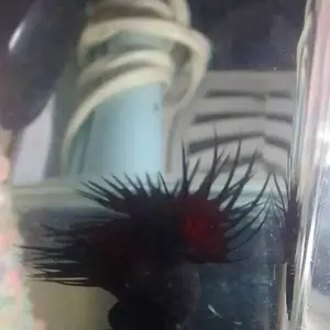 ASLI CUPANG HALFMOON Hiasan kamar lucu hiasan meja kerja SERIT PLAKAT DUMBO EAR