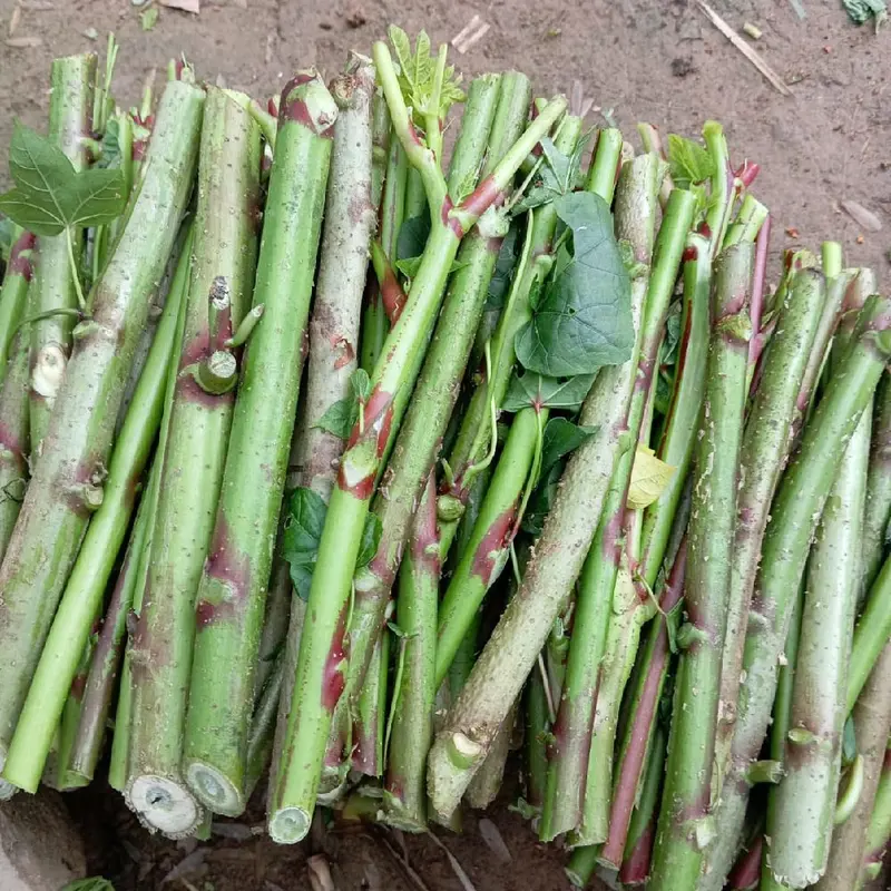 Bibit Singkong Papua Daun Lebar 1kg Isi 25-30 2