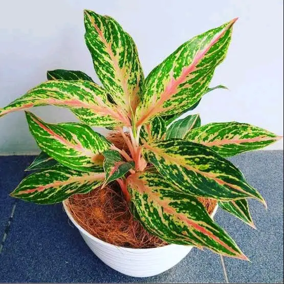 Aglaonema butterfly - tanaman hias aglaonema butterfly - pohon hidup - tanaman hias asli