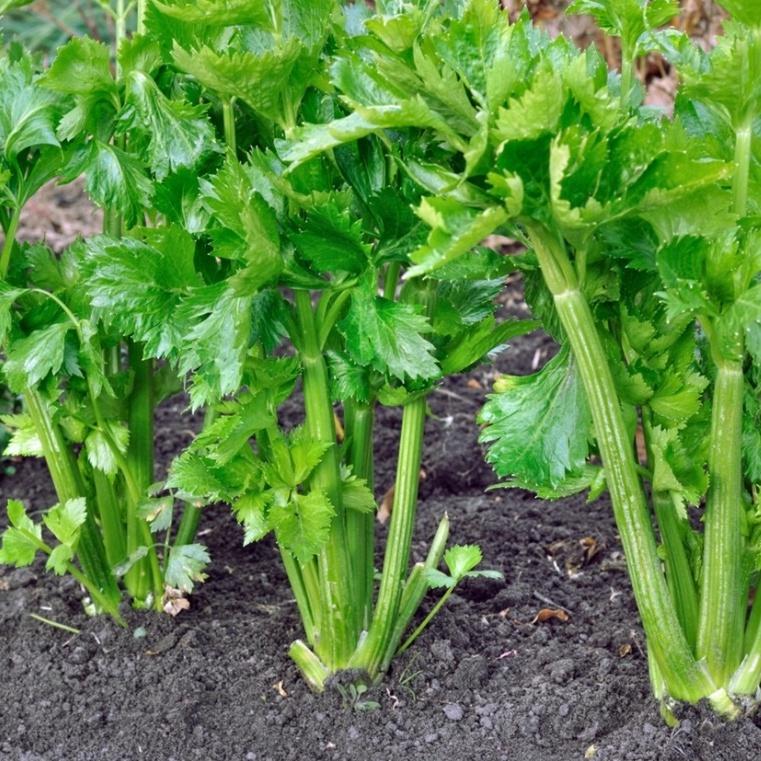 250 Bibit Seledri Batang Besar Tall Utah Benih Tanaman Sayuran Celery Stick Premium Super Unggul 4