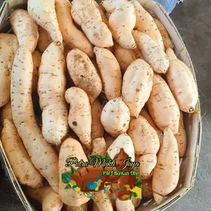 ubi madu cilembu asli ukuran campur dari kecil, sedang sampai super(AB)