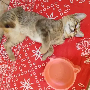 CATTY CAT BOWL /TEMPAT MAKAN KUCING / ANJING / KODE 1800 - One.so