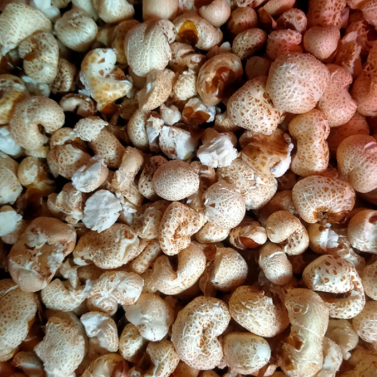 brondong jagung 400g,500g,600g popcorn jadul