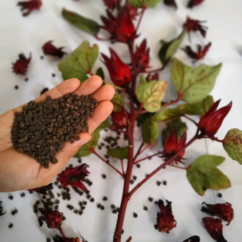 Benih Rosella Merah 50 butir siap tanam 2