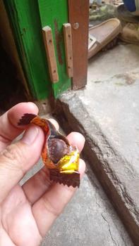Product Review of Dking coklat almond isi 4 toples ( COD )  kacang almond utuh lapis coklat from S**i k**k 3