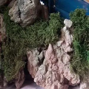 LUMUT ABADI / MOSS DRIED / LUMUT AWETAN / DEKORASI MOSS / EKORASI LUMUT KERING / LUMUT BUATAN