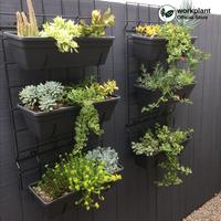 Gambar Workplant - (12pcs) Pot Argo 2 Pot Dinding Gantung Vertical Garden Pot Tempel Dinding Cocok Untuk Tanaman Hias dari workplant official Kota Surabaya 5 Tokopedia