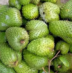 Sirsak Segar 1 Kg Fresh Langsung Dari Pohonnya Buah Sirsak Asli Dan Segar