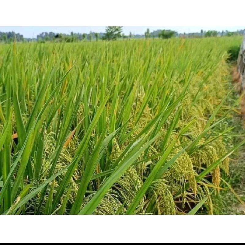PADI DAN BENIH BENIH PADI ZIZANIA PREMIUM 5kg original produk 2