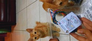 Product Review of RELAYSET 2 MODE + RELAY. untuk lampu jauh dan dekat atau putih dan kuning seperti D2 Laser from R**_ ** 0