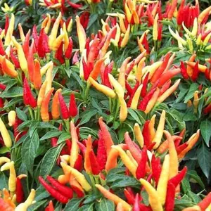 -+100 biji cabai merah cluster cabai setan