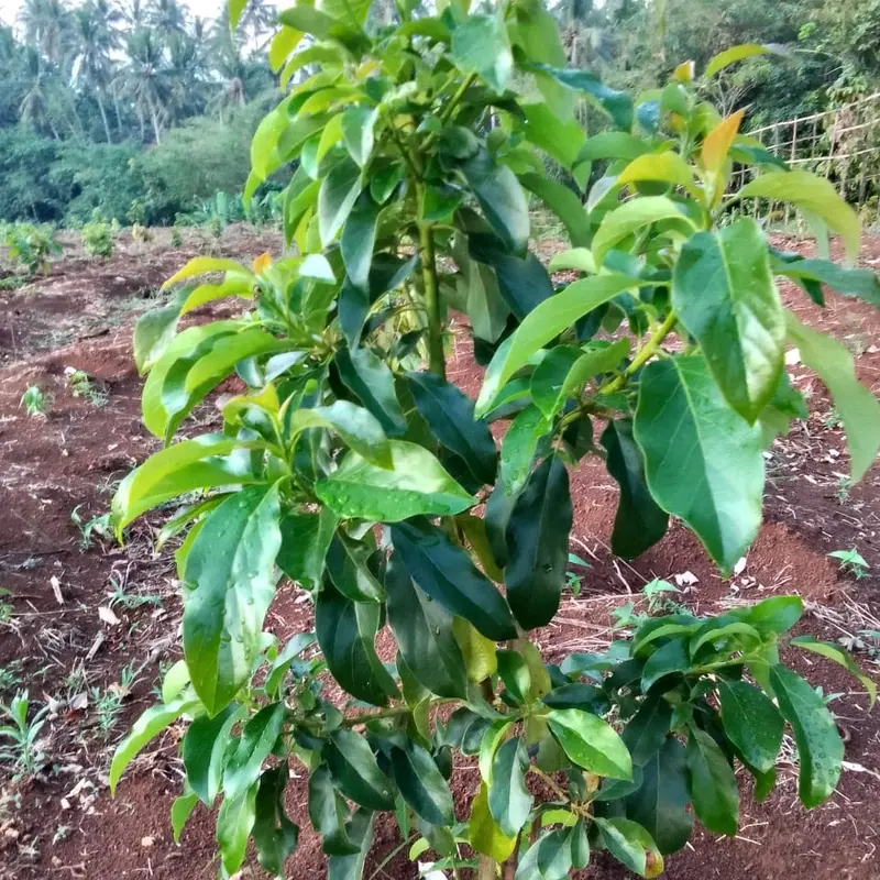 Pupuk Anorganik Jp86. kandungan Magnesium tinggi dan Unsur N.P.K.S+TE .di gunakan untuk semua tanaman keras maupun lunak. bentuk Butiran granul warna biru dan mudah larut. 4