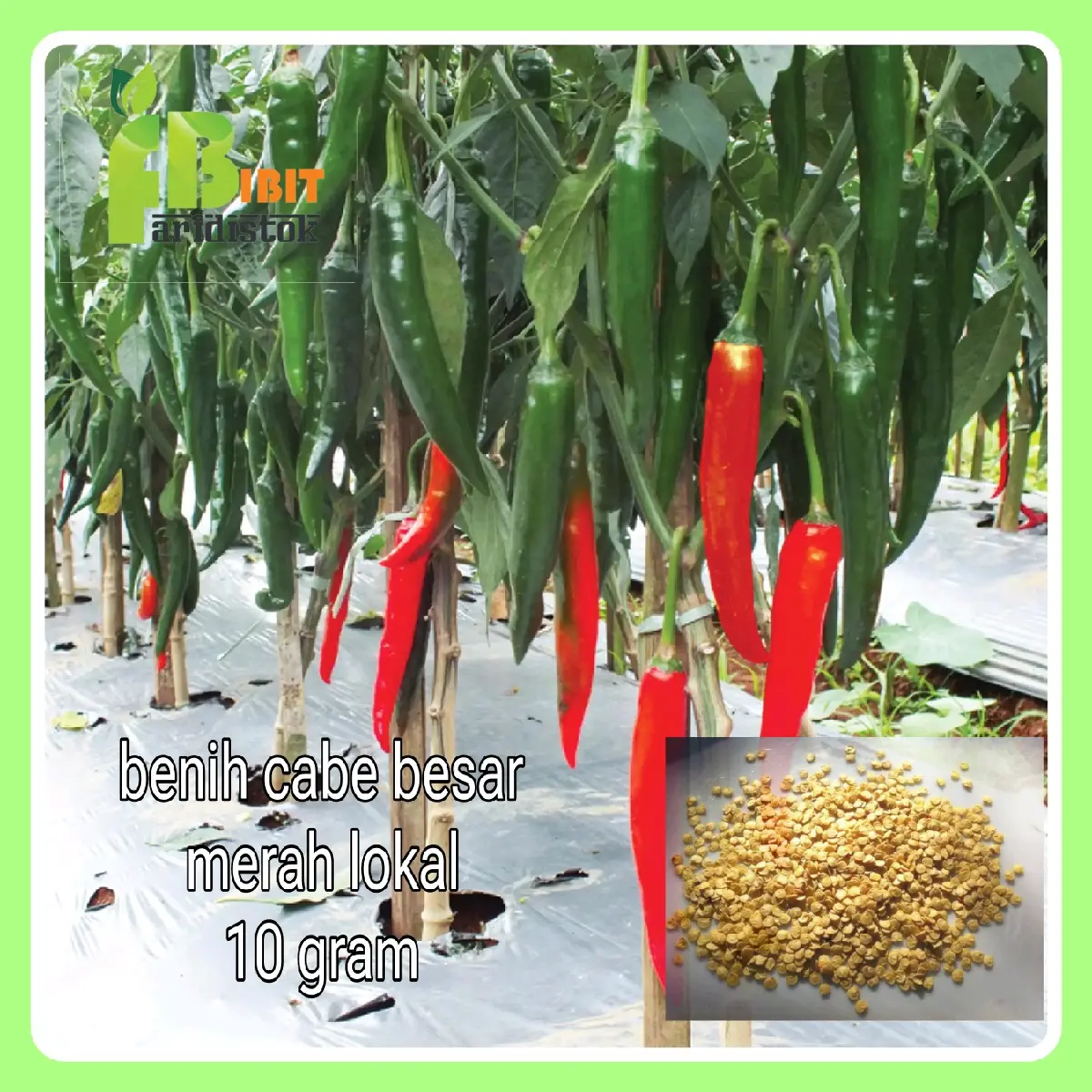 10 gram benih cabe merah / lombok cabai