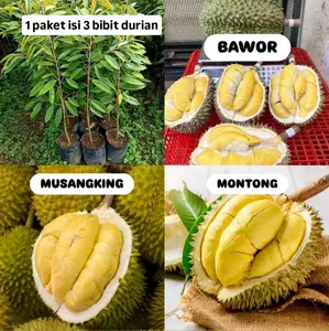Paket Hemat 3 Bibit Durian Bawor Musangking & Montong Hasil Okulasi Super Genjah Siap Buah Kualitas No1