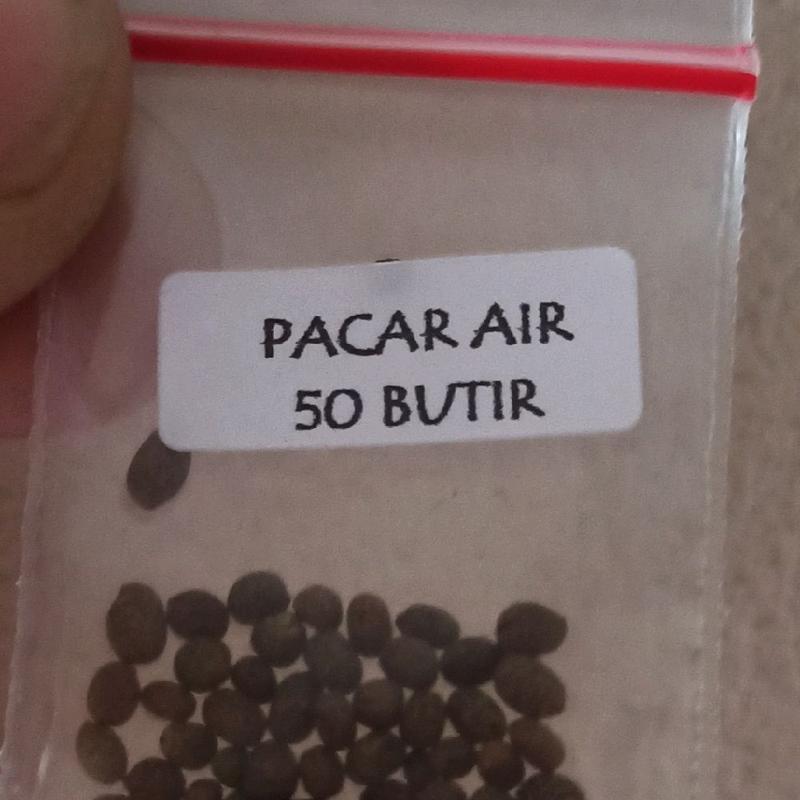 biji benih tanaman bunga pacar air tumpuk mix warna siap semai 5