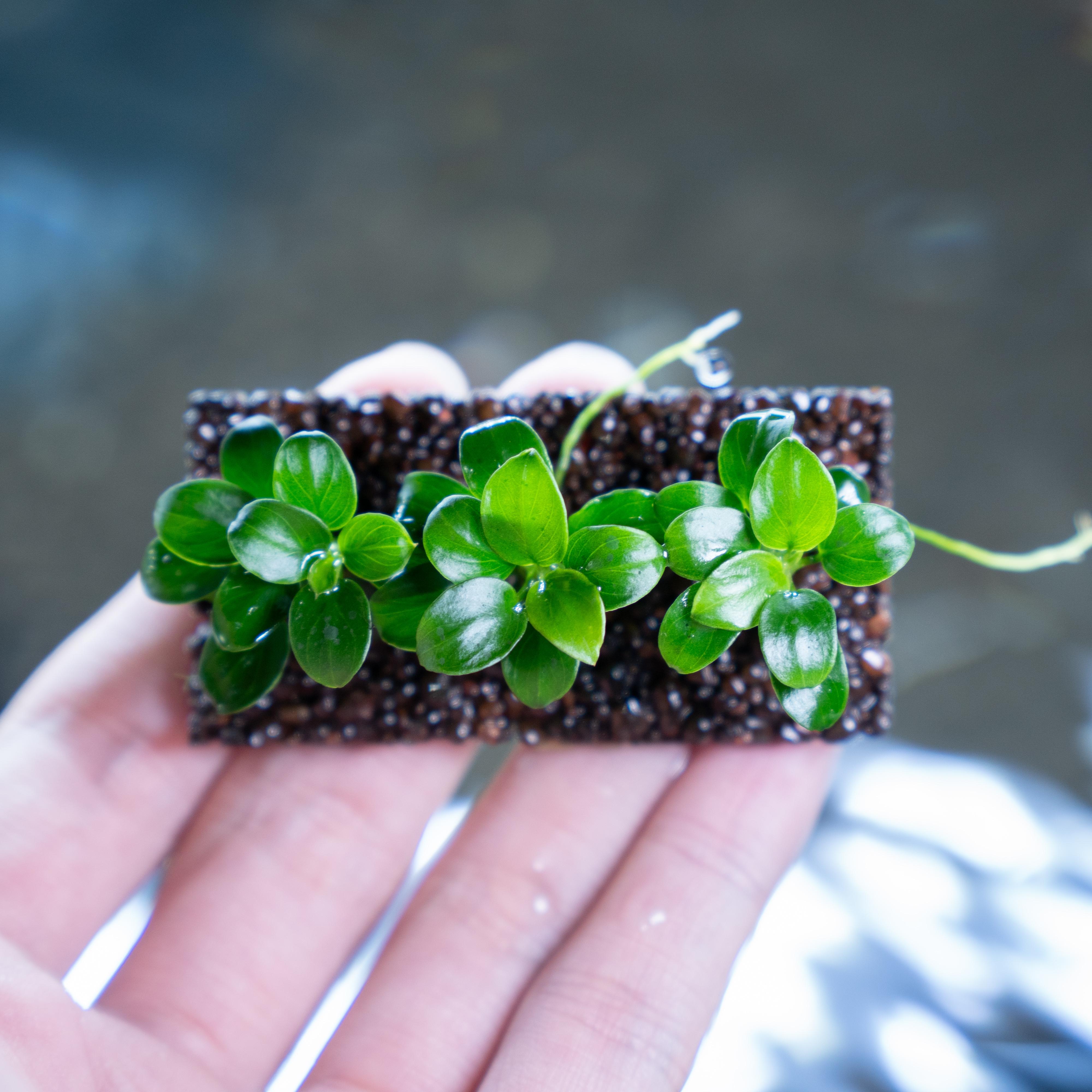 Ráy Nana Petite giá thể