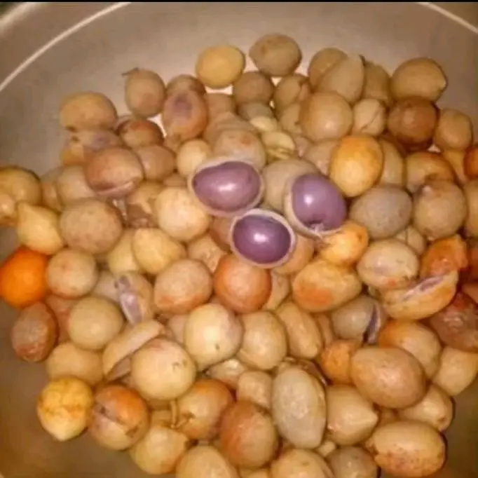 kacang Bogor mentah 1kg , asli segar 3