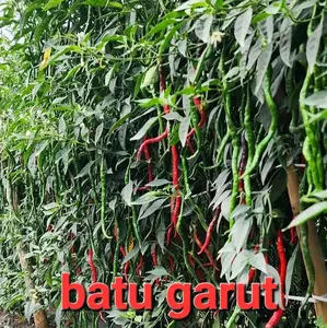 Bibit Benih Cabe Merah Batu Gatu Isi 20gr