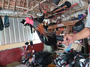 Boneka kepala ayam bulu asli mainan dengan per atau tanpa per