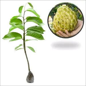 bibit srikaya jumbo hasil okulasi cepat berbuah dengan tinggi sekitar 60cm