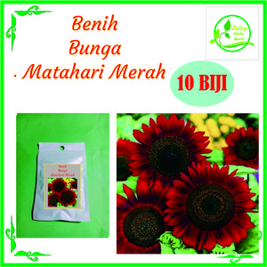BENIH BUNGA MATAHARI MERAH ISI 10 BIJI
