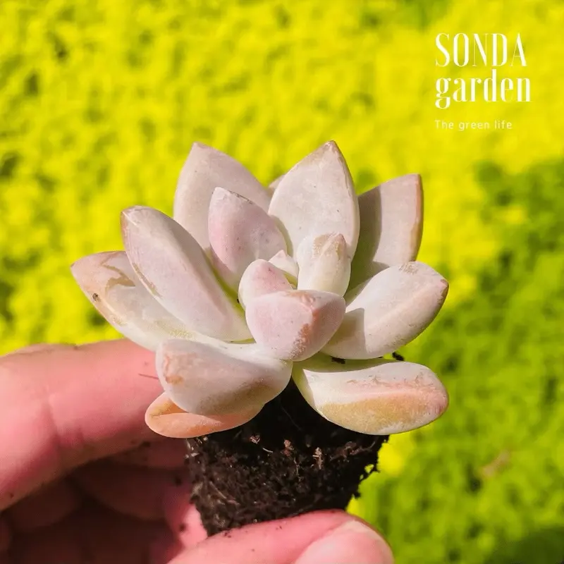 Sen đá pink gem mini 40 cây tặng kèm 1kg đất và 20 lá mầm sen đá khác loại SONDA garden 4