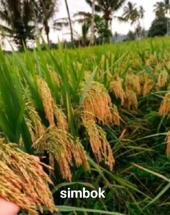 Benih padi/bibit padi unggul Si mbok 5kg berkualitas hasil tinggi