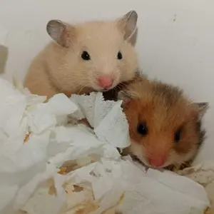 Hamtoro Seedmix EXTRA OATS Makanan Hamster 1 kg BONUS Rice Cracker Hamster Food With Salmon Oil