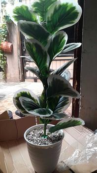 Product Review of TANAMAN ARTIFICIAL KETAPANG  PUTIH 23DAUN(sudah+pot) from e**7 0