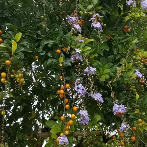 tanaman pohon pangkas kuning pohon penitian kuning