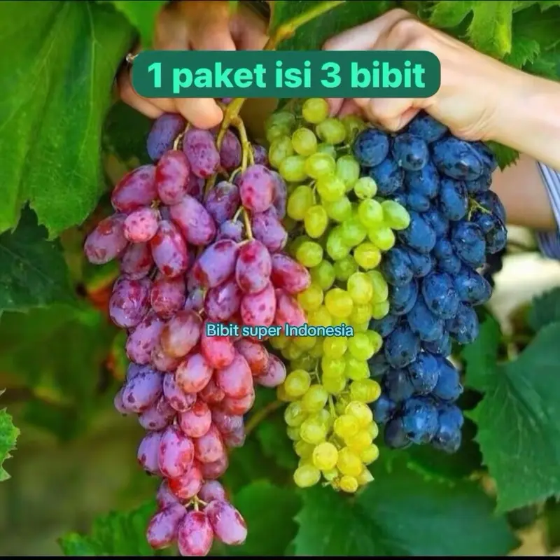 Bibit Anggur 1 Paket Isi 3 Genjah Mudah Berbuah Warna Merah Hijau Biru