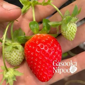 Varietas Seolhyang (Bibit Tanaman Strawberry Introduksi Korea) Korean Strawberry Variety