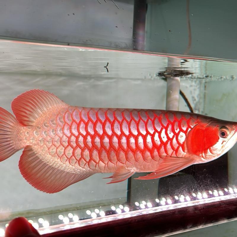 Đèn LED cá rồng CHÍNH HÃNG RDI PRO RED VIEW hỗ trợ lên màu cho huyết long và kim long đủ mọi kích thước