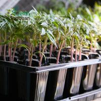 Gambar Tray Semai Pot Tray Tebal 1 MM Lubang 128 Media Tanam Semai Benih - Benih Seribuan - Tray Semai 128 dari Benih Seribuan Kab. Boyolali 5 Tokopedia