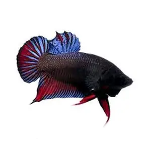 Ikan cupang Bagan jantan