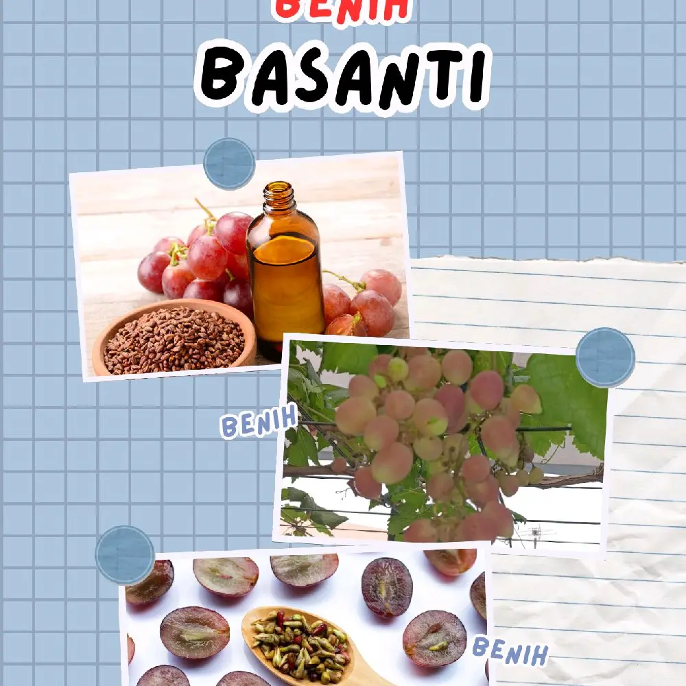 benih anggur basanti di jamin valid mudah berbuah